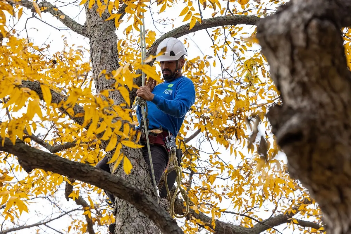 Skilled Tree Planting crew working in Neversink